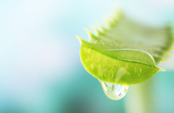 integratori immunostimolanti e adattogeni