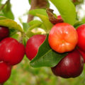 acerola supplemento vitamina C