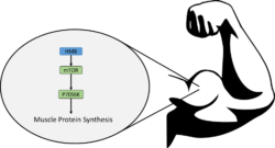 hmb in polvere per massa muscolare