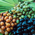 saw palmetto per aumentare testosterone naturalmente