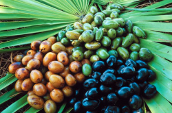 saw palmetto per aumentare testosterone naturalmente